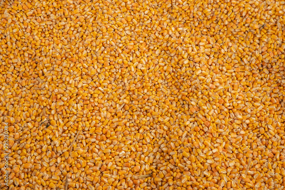 Yellow Corn Harvest, Wide