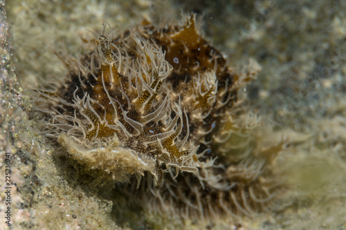 Mediterranean nudibranch Greece.Close up
