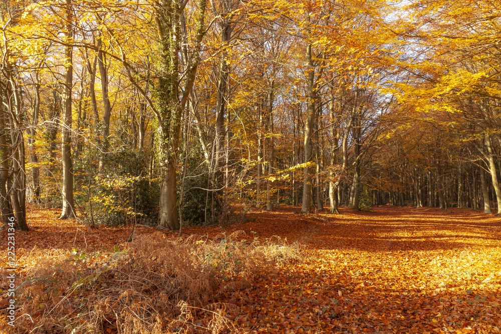 Fototapeta premium Autumn woodland trees in amazing colour