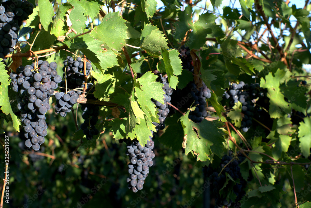 grapes on the vine,vineyard,wine,agriculture,green,autumn,plant