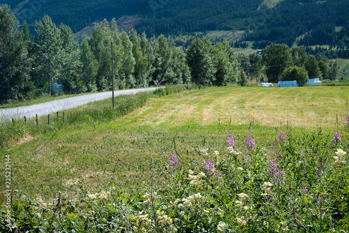 A non-urban road in the countryside with idyllic trees, farmland, flowers and meadow in the roadside