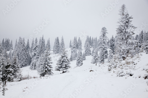 winter background of snow covered fir trees in the mountains