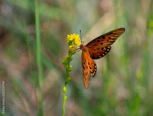 Butterfly in Flower Field