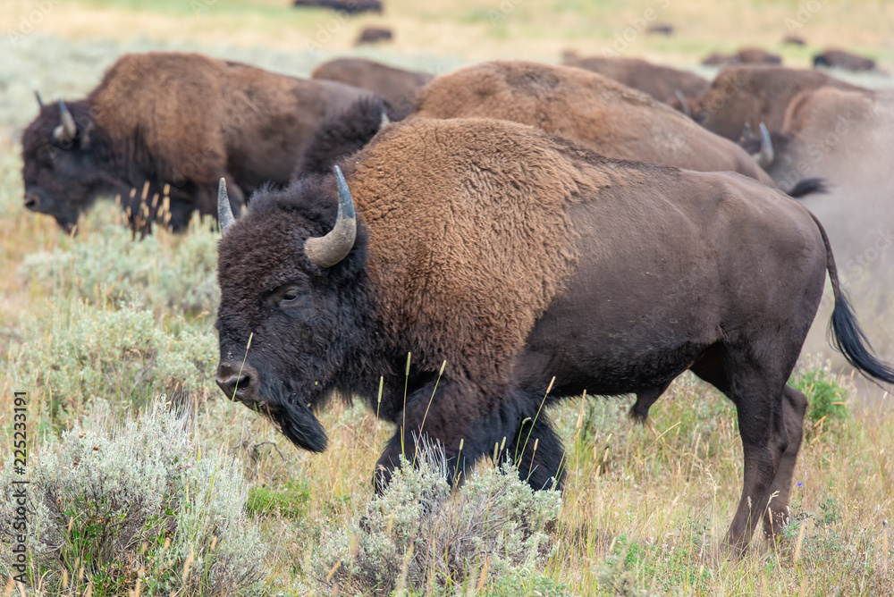 Bison of Yellowstone Bison of Yellowstone
