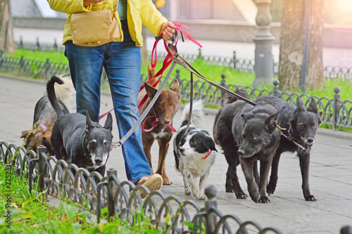 Photography Leash walking background
