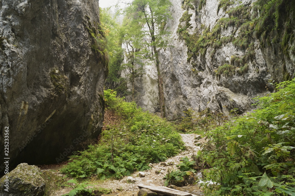 The colors of nature - landscape with a wild forest The colors of nature - landscape with a wild forest