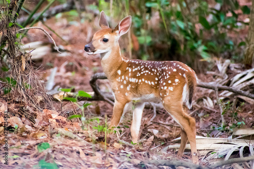 Fawn in the Woods © Penny Britt