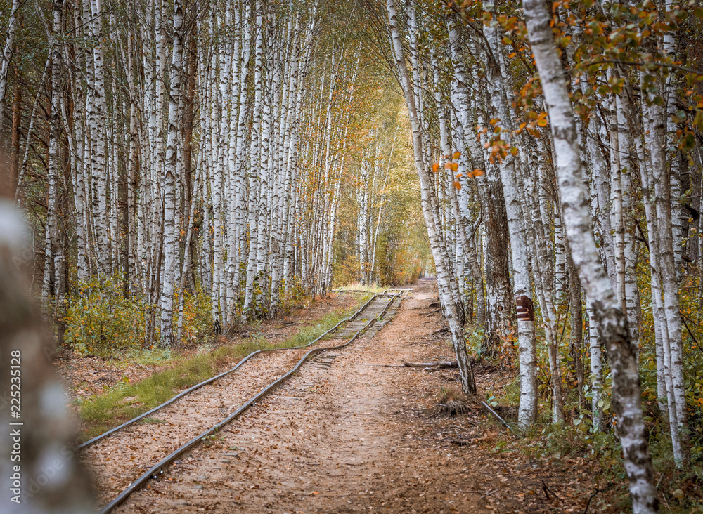 Obraz premium Narrow gauge railway leading through a forest. Narrow railroad riding through colorful birch alley in autumn colors. Authentic Soviet time train with impressive locomotive. 