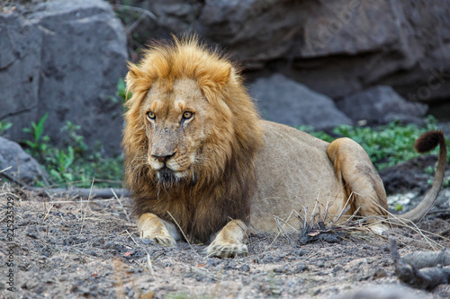 Dominant male lion in Sabi Sands Game Reserve in South Africa