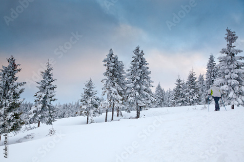 winter background of snow covered fir trees in the mountains © Melinda Nagy
