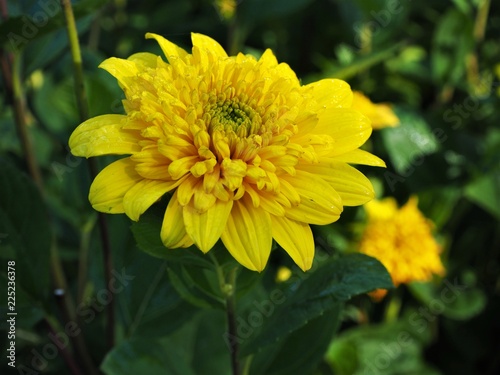 Yellow Helianthus flower  variety  Happy Days 