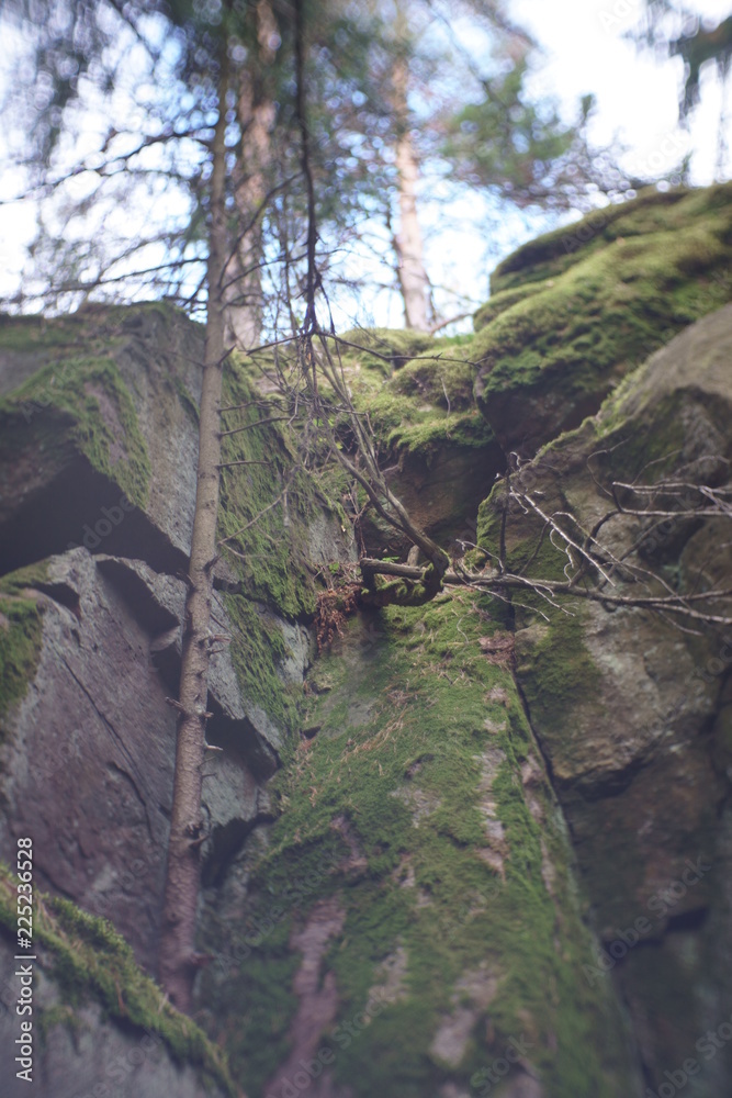 Obraz premium Cliff in forest