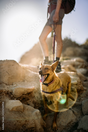 hiking dog with lens flare