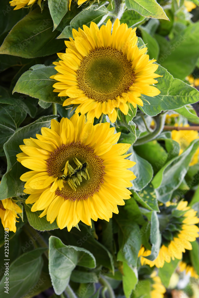 Obraz premium Sonnenblumen, Garten, bio