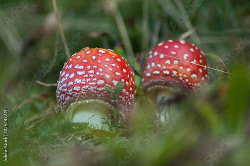 Aminata Muscaria (Fly Agaric), Poisonous Mushrooms on a natural backdrop in the autumnal forest photo