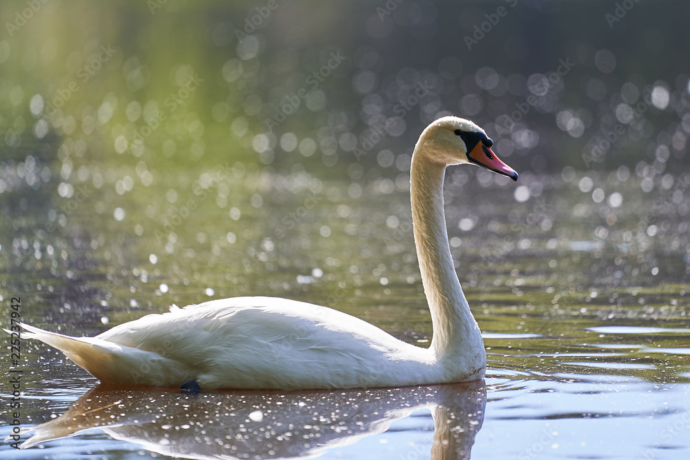 Fototapeta premium White mute swan swimming on the lake during the sunny summer day, beautiful example of the big birds, nature in Czech Republic.