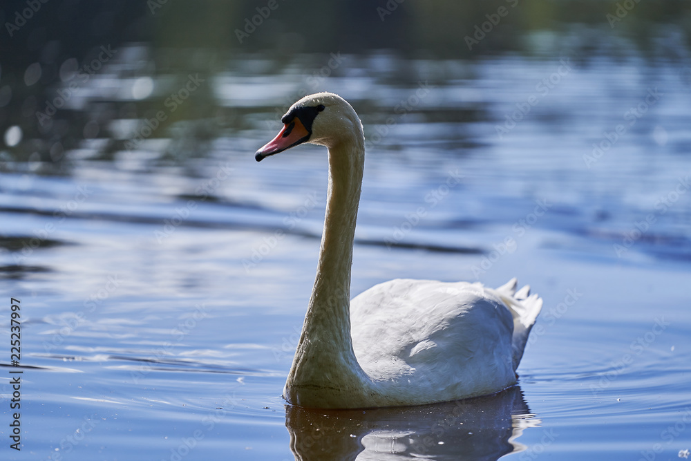 Obraz premium Closeup portrait of mute white swan swimming on the water, lake or pond in the countryside in Czech republic. Swans are birds of the family Anatidae within the genus Cygnus