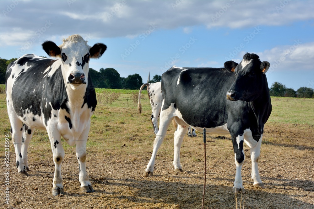 Vaches laitières dans un pré en Bretagne
