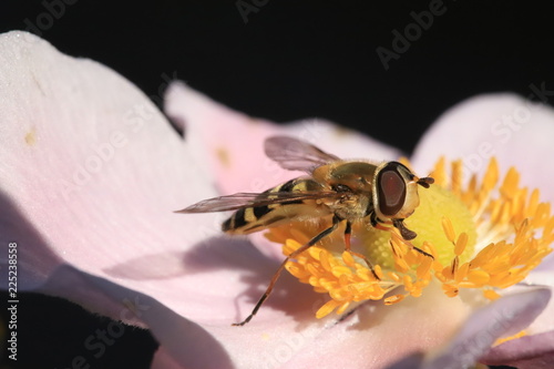 Howerfly drinking nectar photo