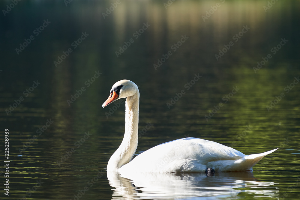 Fototapeta premium White swan swimming on the lake or pond in countryside during the summer sunny evening in Czech Republic, Swans are birds of the family Anatidae within the genus Cygnus.