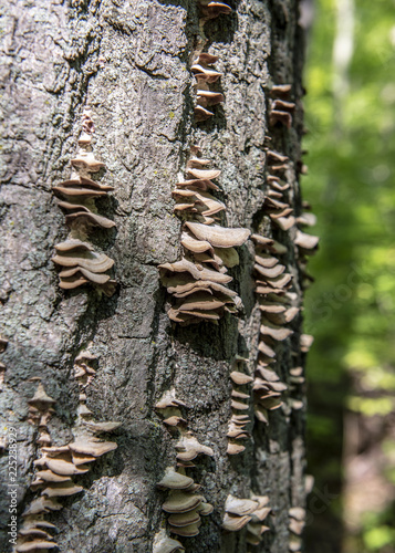 Bark Fungus