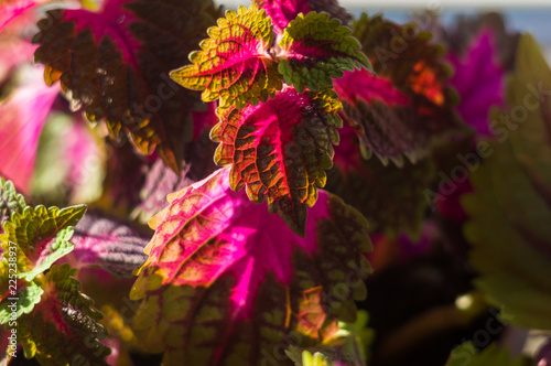 Red and green leaves of the coleus plant  close up.