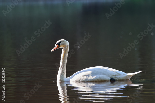 White swan swimming on the lake or pond in countryside during the summer sunny evening in Czech Republic  Swans are birds of the family Anatidae within the genus Cygnus.