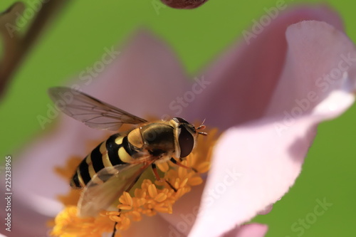 Howerfly drinking nectar photo