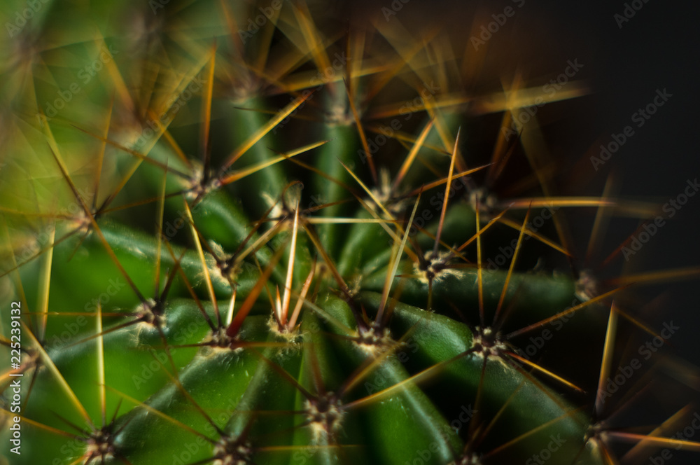 Cactus echinopsis tubiflora, selective focus, close up Cactus echinopsis tubiflora, selective focus, close up