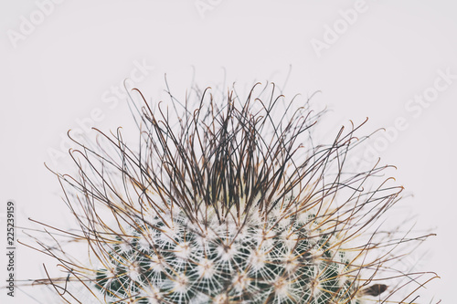 Cacti Spikes Close Up on Bright Background photo