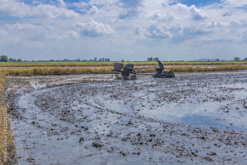 Fototapeta premium Farmers are preparing the soil to grow rice