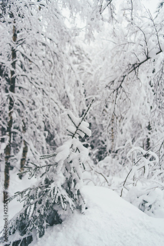 Winter Snow Forest in Rovaniemi