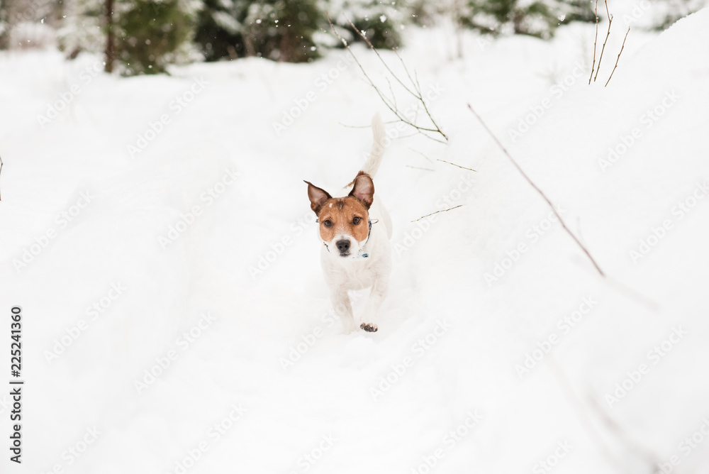 Dog romping in deep snow walking at fresh air at winter forest Dog romping in deep snow walking at fresh air at winter forest