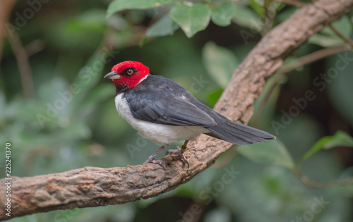 A red-capped cardnal - a bird with a white body, black wings, red head, and orange eyes - sits on a branch. © Cassie