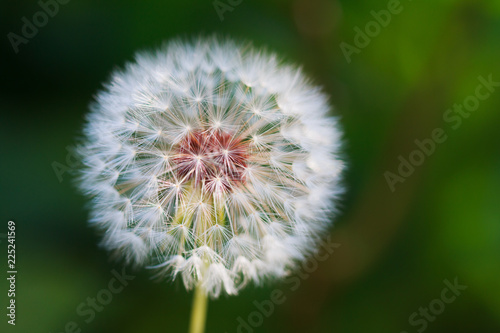 Fototapeta Naklejka Na Ścianę i Meble -  Close-up of dandelion seed against a background