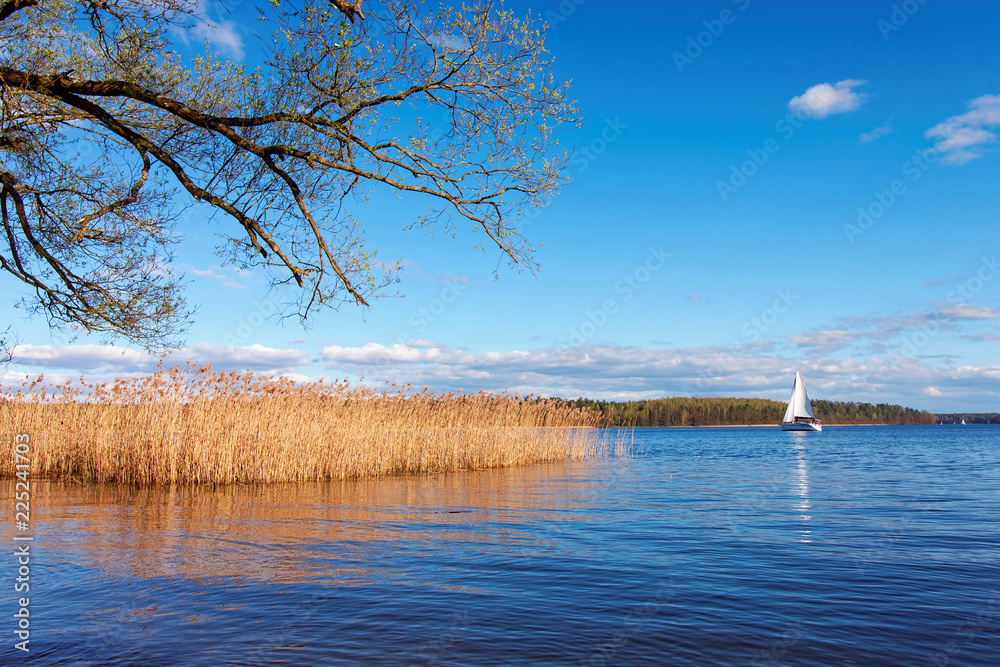 A saling boat and reed on a lake