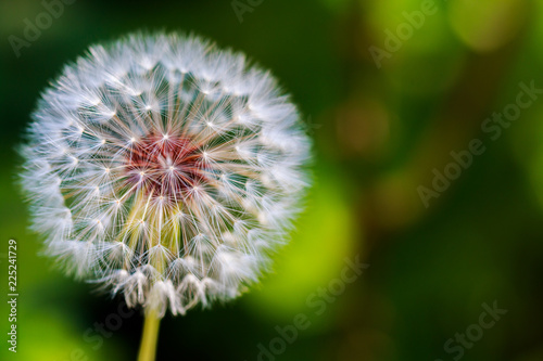 Fototapeta Naklejka Na Ścianę i Meble -  Close-up of dandelion seed against a background