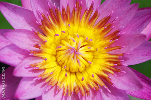 close up of blooming beautiful lotus flower