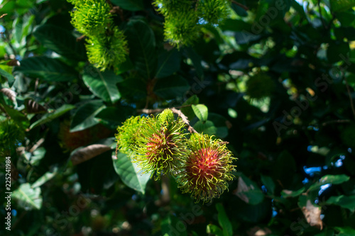 rambutan on tree