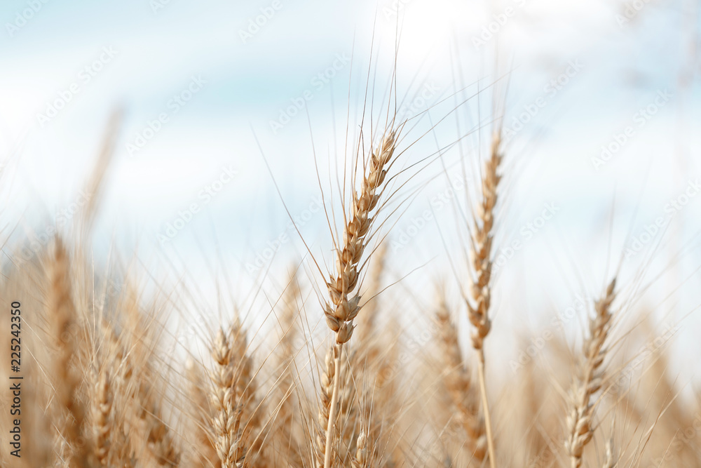 Wheat field. Ears of golden wheat close up. Rural Scenery under Shining Sunlight. Wheat field. Ears of golden wheat close up. Rural Scenery under Shining Sunlight.