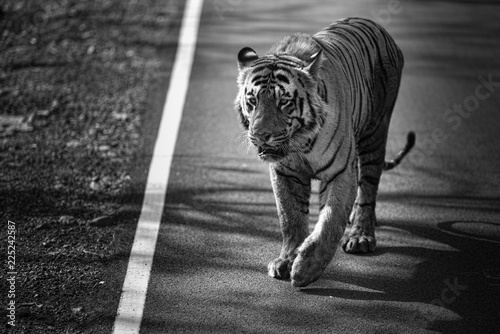 Matkasur, large male tiger from Tadoba National Park, India photo