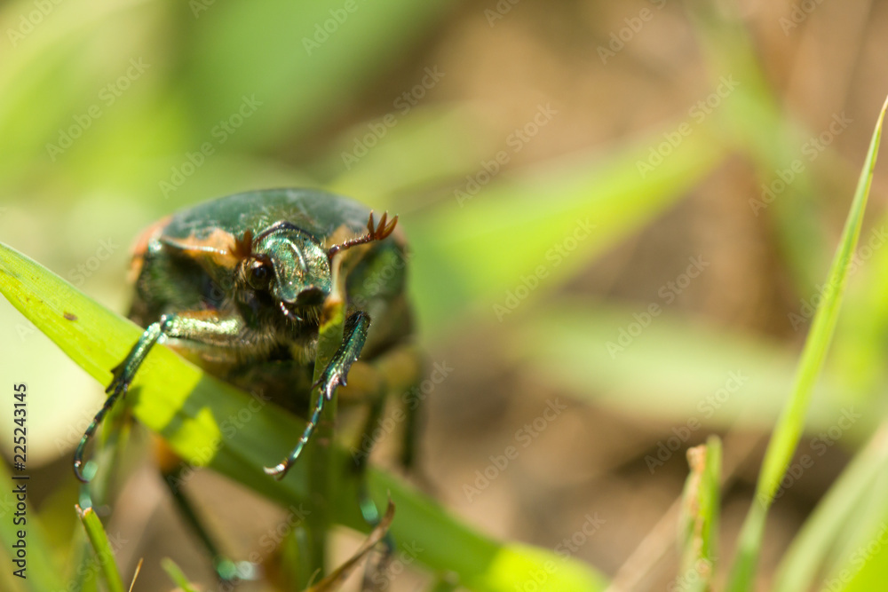 GREEN JUNE BEETLE - Green June Beetle has a look of surprise on her face while hanging on to a blade of grass. Taken in North Carolina. GREEN JUNE BEETLE - Green June Beetle has a look of surprise on her face while hanging on to a blade of grass. Taken in North Carolina.