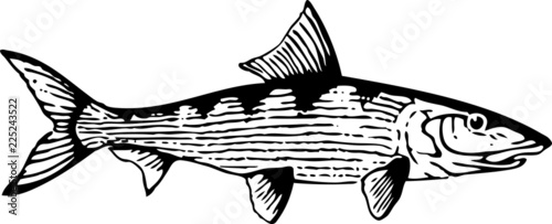 Bonefish