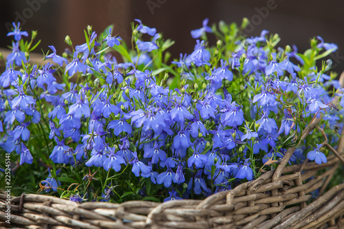 Fresh blue Lobelia flowers in wicker basket on green foliage background.