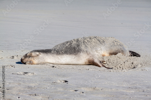 Sea lion resting on the sand