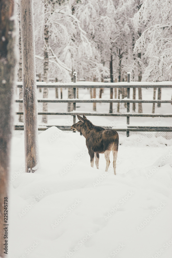 Naklejka premium Elk Reindeer, Winter Snow Forest at Finnish Saami Farm