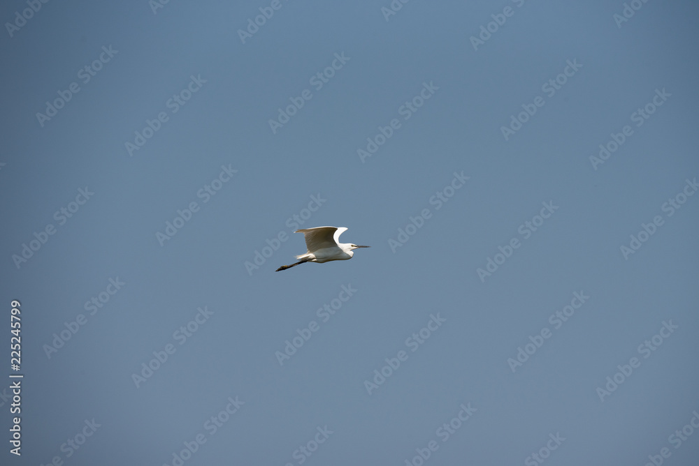 A little egret, medium-sized white bird, flies in the blue sky on a sunny day