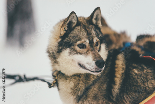 husky harness in Finland Lapland winter