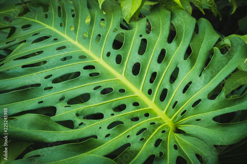 Tropical plants, leaf of Monstera /Philodendron leaves