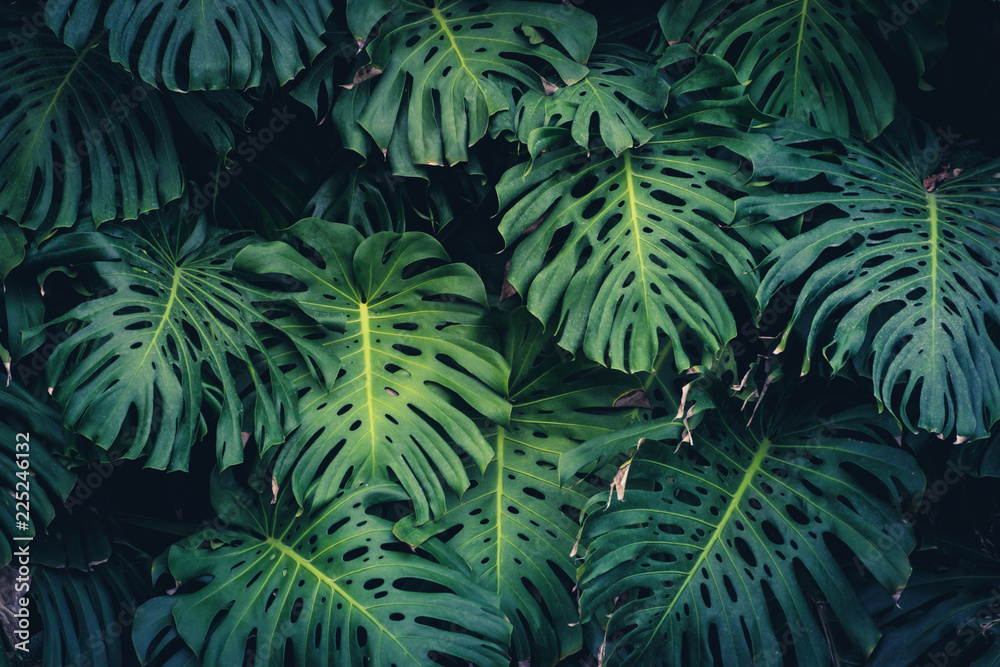 Monstera Philodendron leaves - tropical forest plant - obrazy, fototapety, plakaty 
